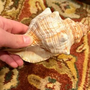 Natural Conch Shell Home Accent